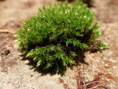 Ptychostomum creberrimum