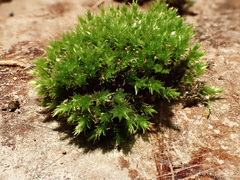 Ptychostomum creberrimum