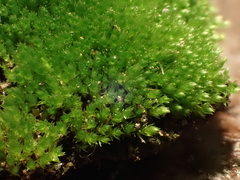 Ptychostomum creberrimum