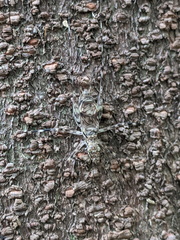 Pseudotrigonidium australis