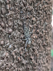 Pseudotrigonidium australis