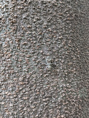 Pseudotrigonidium australis