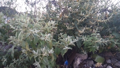 Buddleja sessiliflora