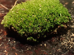 Tortella humilis