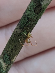 Amyciaea albomaculata