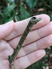 Amyciaea albomaculata