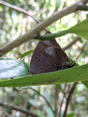 Arhopala madytus