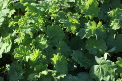 Alchemilla persica