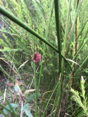 Chorizandra sphaerocephala