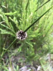 Chorizandra sphaerocephala