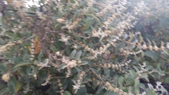 Buddleja sessiliflora