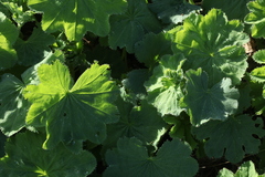 Alchemilla persica