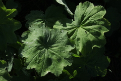 Alchemilla persica