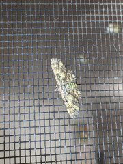 Gymnoscelis aenictopa