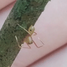 Amyciaea albomaculata