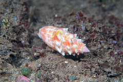 Mitra stictica
