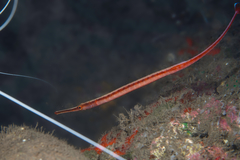 Dunckerocampus baldwini