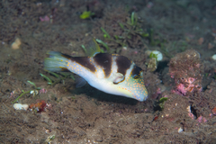 Canthigaster coronata