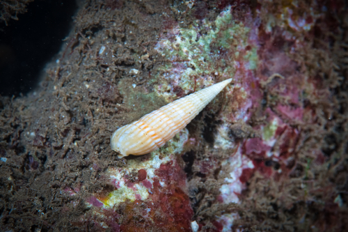 Terebra cerithina observed 2021-12-21