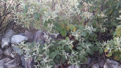 Buddleja sessiliflora