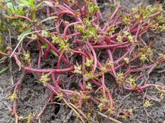 Myriophyllum integrifolium