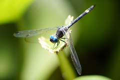 Micrathyria atra
