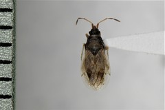 Crophius
