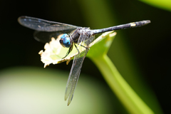Micrathyria atra