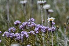 Euphrasia lasianthera