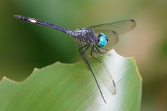 Micrathyria atra