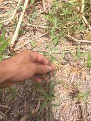Polygonum argyrocoleon