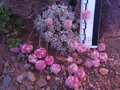 Eriogonum ovalifolium rubidum