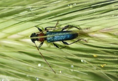 Cartallum ebulinum