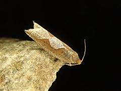 Ancylis geminana