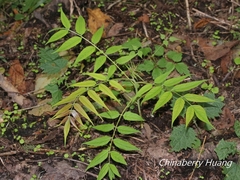 Ailanthus altissima tanakai