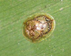 Coptocycla sordida