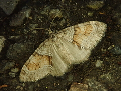 Trichopteryx ussurica