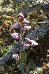 Limonium