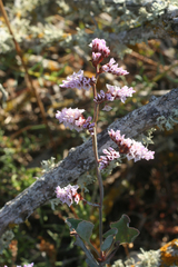 Limonium