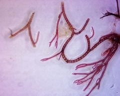 Ceramium virgatum