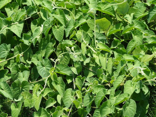 Image of Ipomoea biflora by no rights reserved