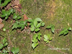 Tetrastigma obtectum glabrum