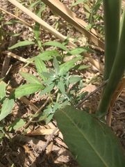 Chenopodium desiccatum leptophylloides