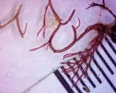 Ceramium virgatum