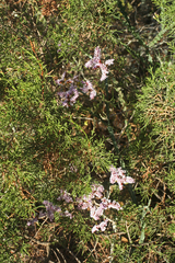 Limonium
