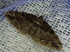 Pseuderannis lomozemia