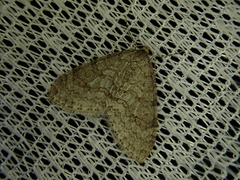 Trichopteryx ignorata