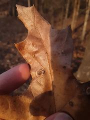 Polystepha pustuloides