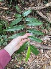 Alpinia arundelliana
