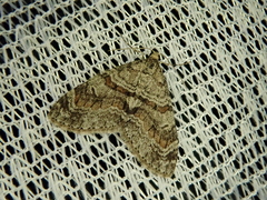 Trichopteryx terranea